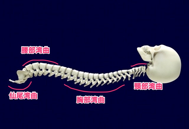 脊椎の湾曲